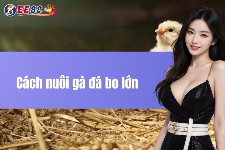 Cách nuôi gà đá bo lớn - Chia sẻ kinh nghiệm tại EE88