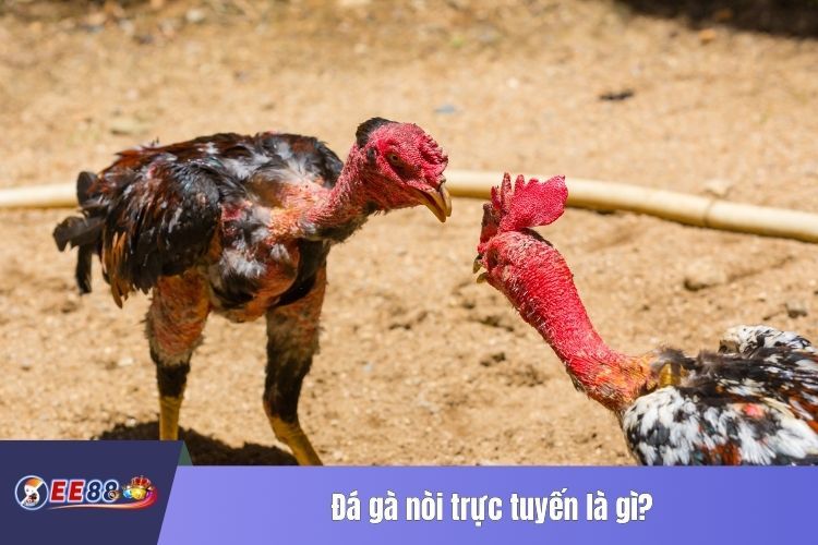 Đá gà nòi trực tuyến là gì?