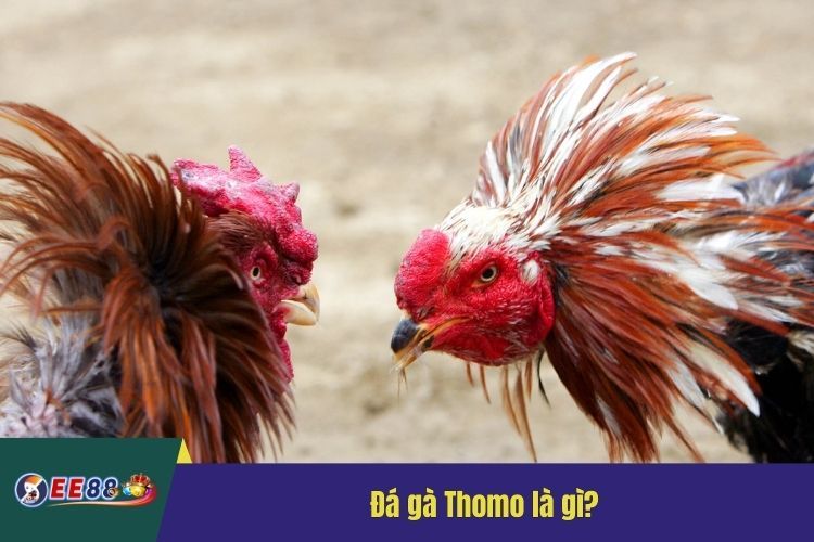 Đá gà Thomo là gì?