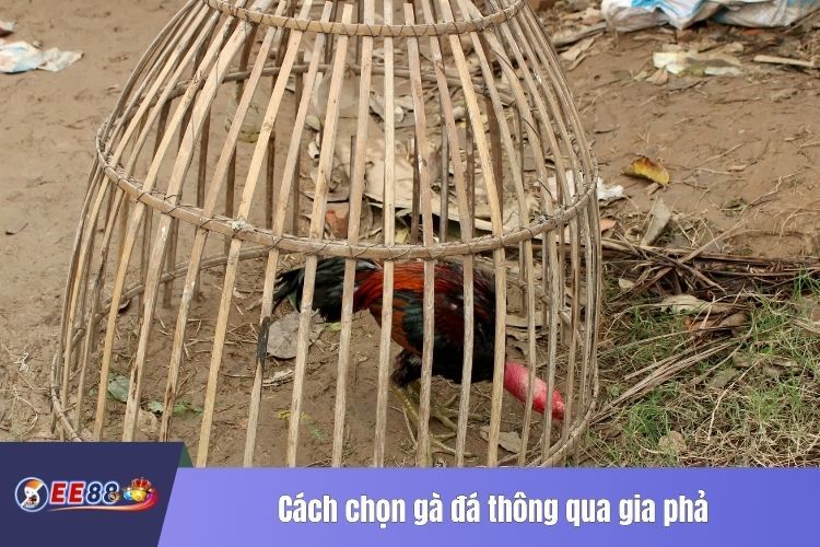 Cách chọn gà đá thông qua gia phả