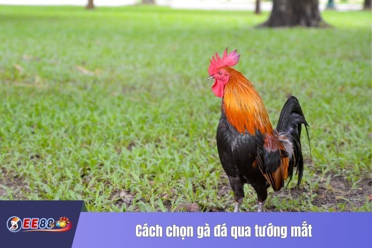 Cách chọn gà đá qua tướng mắt